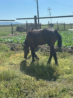 Mai multe detali la Nr de telefon  - imagine 4