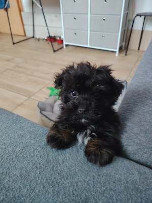 donez bichon havanez mascul  - imagine 2