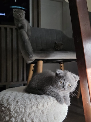 Pisicute Scottisch Fold 7 saptamani 