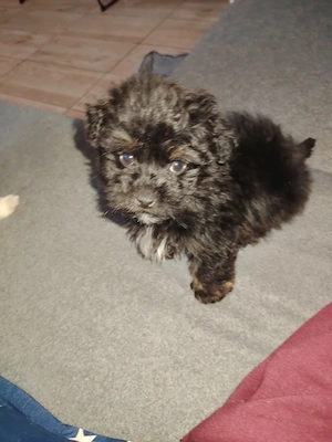 Bichon havanez mascul 