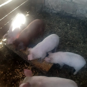 vând purcei - imagine 4