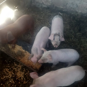 vând purcei - imagine 2