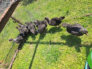 Pui de gaina rasa Sussex, hd si silver - imagine 3