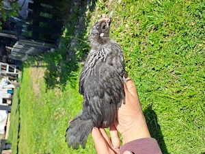 Pui de gaina rasa Sussex, hd si silver - imagine 2