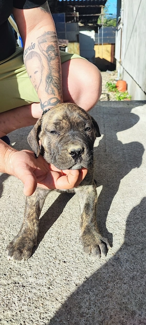 vand catei presa canario - imagine 4