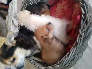 Chihuahua , prietenul ideal!  - imagine 2
