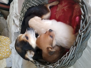 Chihuahua , prietenul ideal!  - imagine 3