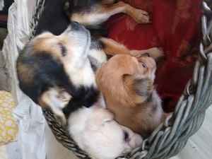 Chihuahua , prietenul ideal!  - imagine 4