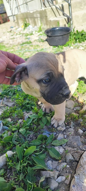 presa canario  - imagine 4