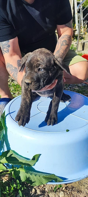 presa canario  - imagine 3