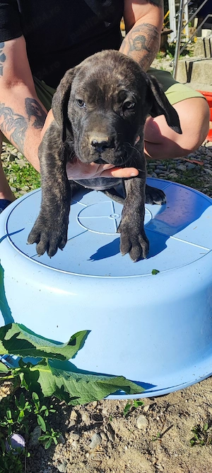 presa canario  - imagine 5