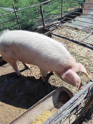 porc de vanzare