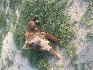 Căței de întors rasa Mudi import Ungaria  - imagine 2