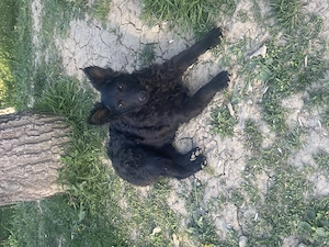 Căței de întors rasa Mudi import Ungaria 