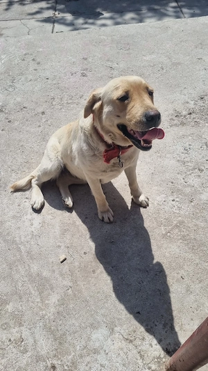 labrador american 