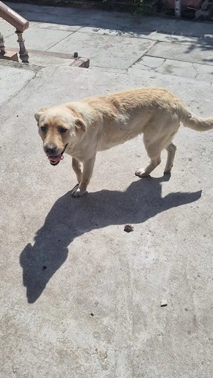 labrador american  - imagine 4