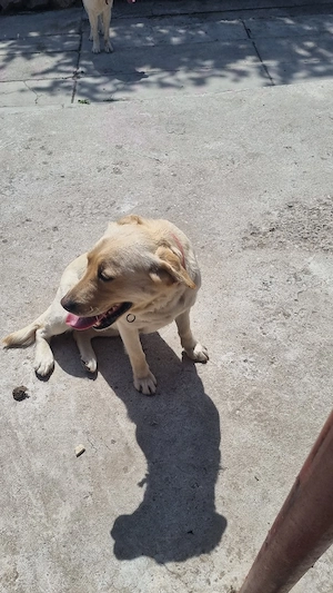 labrador american  - imagine 3