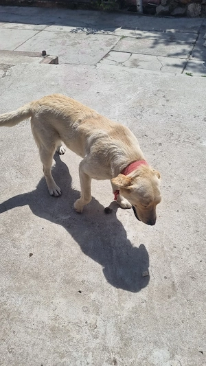 labrador american  - imagine 2