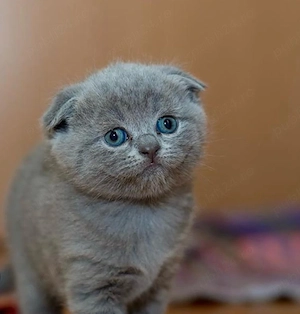 fetita si baietel scottish fold blue - imagine 2