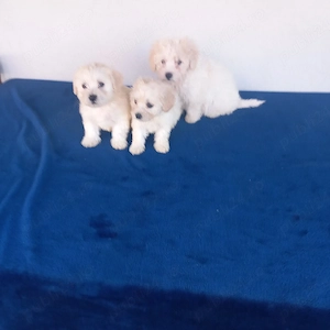 De vinzare bisoni maltezi baieti