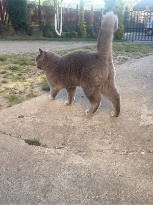 vand pisicuta british - imagine 3