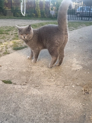 vand pisicuta british - imagine 4