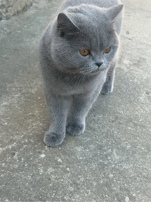 vand pisicuta british - imagine 2