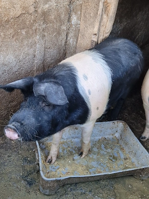 vand porc bazna - imagine 4