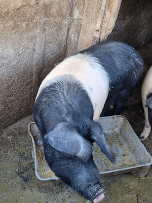 vand porc bazna - imagine 3