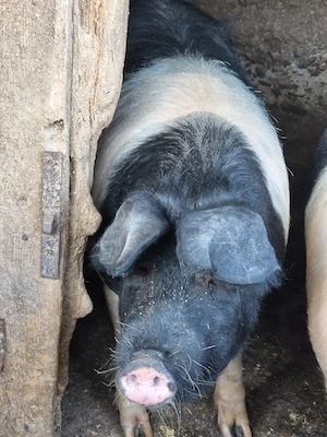 vand porc bazna - imagine 2