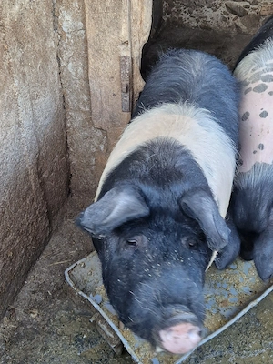 vand porc bazna - imagine 5