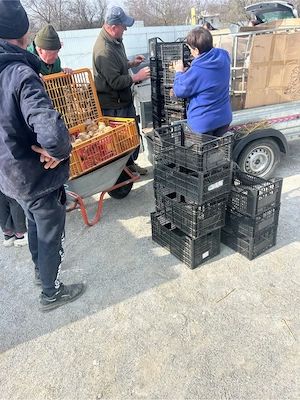 Pui albi de carne, pui colorați rasă mixtă kabir, pui de curcă rase grele, bibilici, boboci de rață  - imagine 5