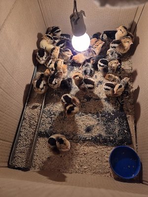 Pui araucana  - imagine 3