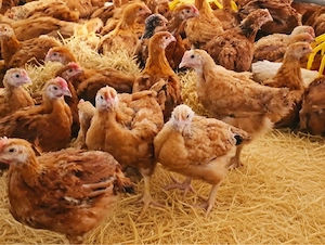 Pui albi de carne, pui colorați rasă mixtă kabir, pui de curcă rase grele, bibilici, boboci de rață  - imagine 2