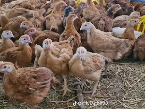 Pui albi de carne, pui colorați rasă mixtă kabir, pui de curcă rase grele, bibilici, boboci de rață  - imagine 3