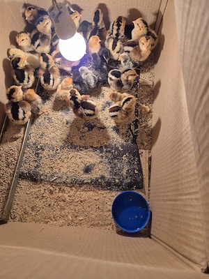 Pui araucana  - imagine 2