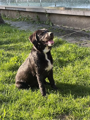 Se ofera spre VANZARE  Labrador Metis, Femela