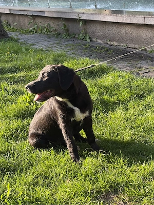 Se ofera spre VANZARE  Labrador Metis, Femela - imagine 4