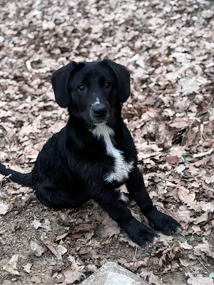 Se ofera spre VANZARE  Labrador Metis, Femela - imagine 3