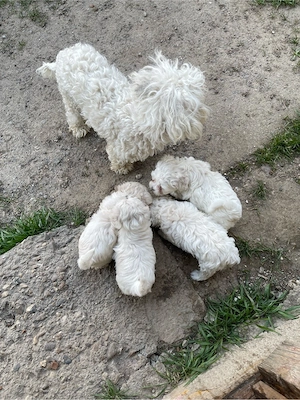 Bichoni frise bolognese  - imagine 3