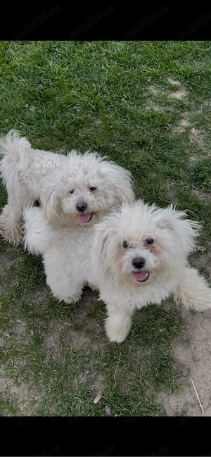 Bichoni frise bolognese  - imagine 4