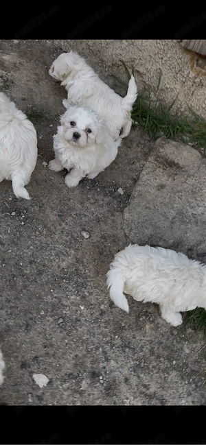 Bichoni frise bolognese  - imagine 2