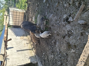 Vând scroafa mangalita cu purcei  - imagine 3