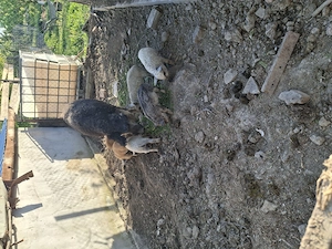 Vând scroafa mangalita cu purcei  - imagine 4