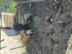 Vând scroafa mangalita cu purcei  - imagine 2