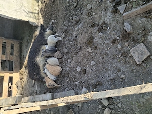 Vând scroafa mangalita cu purcei 