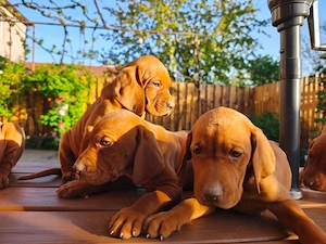 Vizsla vijla vizsla maghiar  - imagine 3