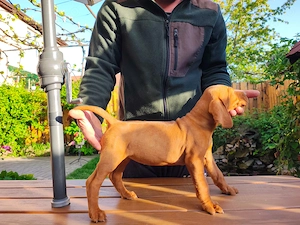Vizsla vijla vizsla maghiar  - imagine 5