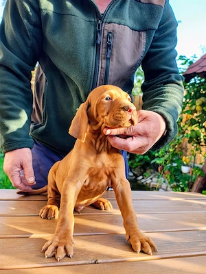 Vizsla vijla vizsla maghiar  - imagine 4