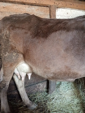 De vânzare vaca cu vițel 